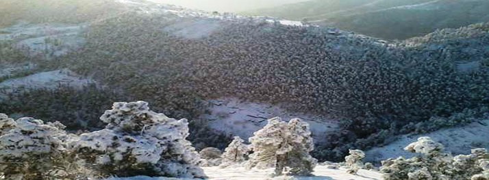 763/United-21 Resort - Chail 09.jpg